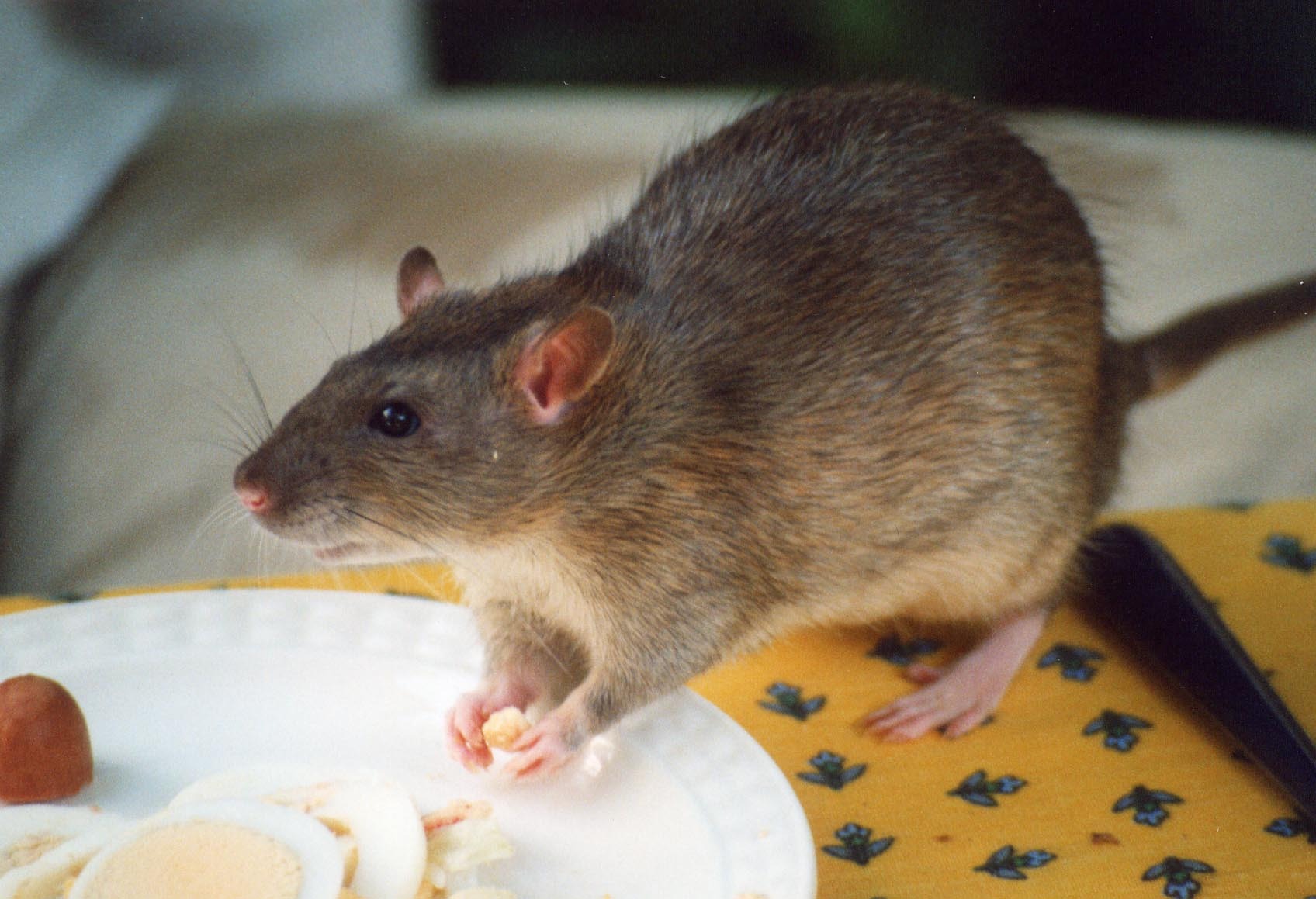 Un rat dans une cuisine