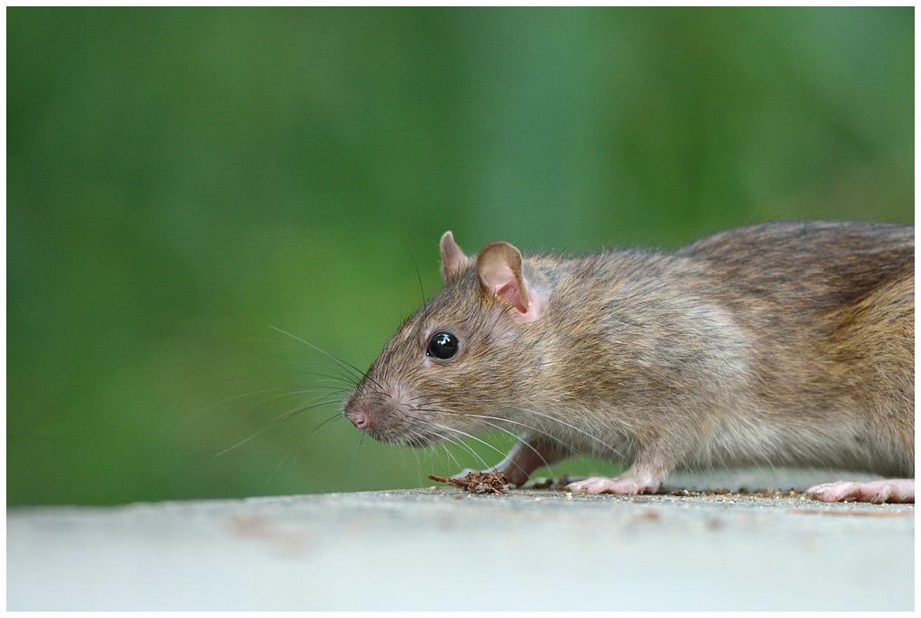 Un rat des champs à Saint-Michel